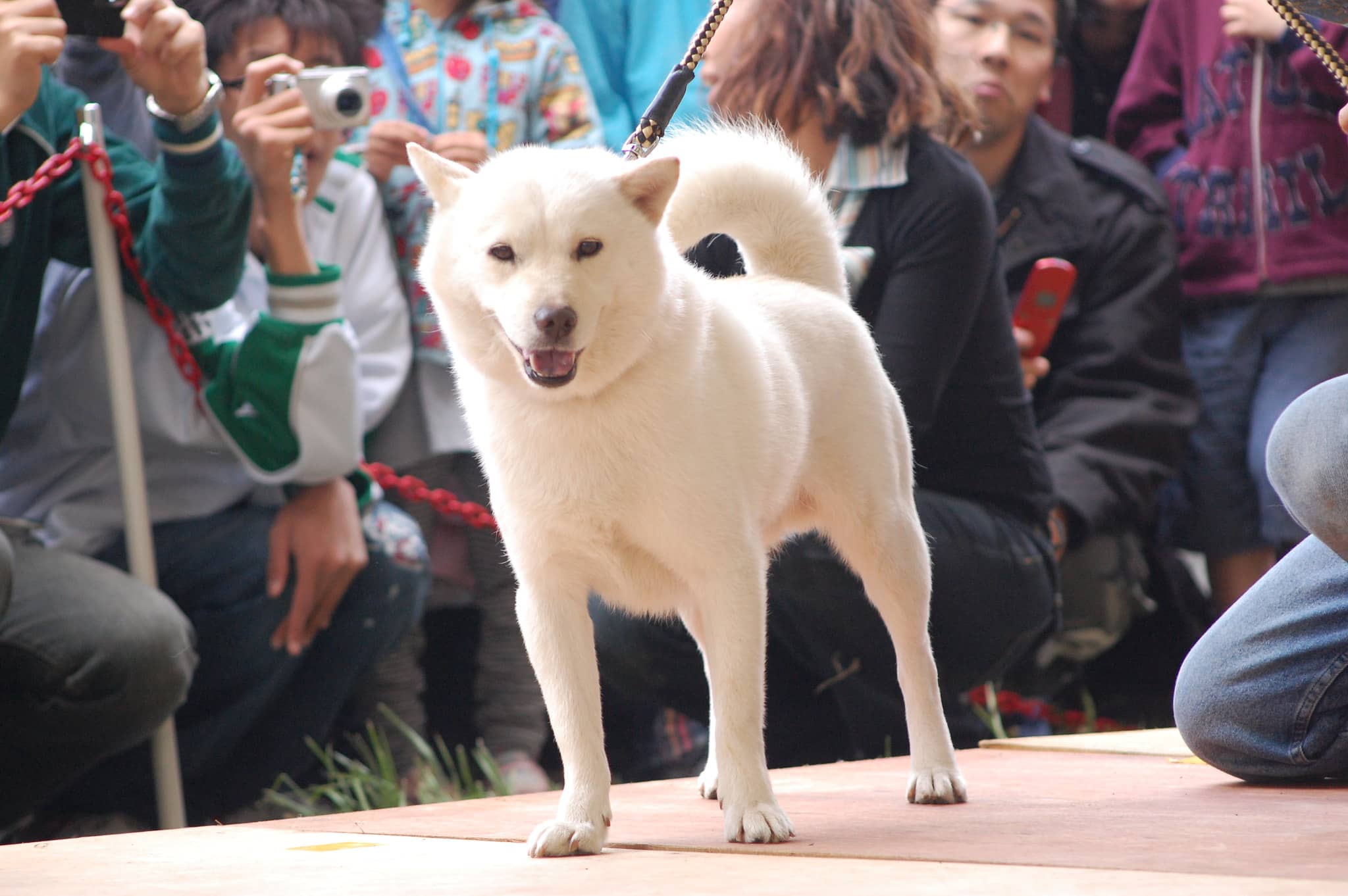 Hokkaido Ainu köpeği