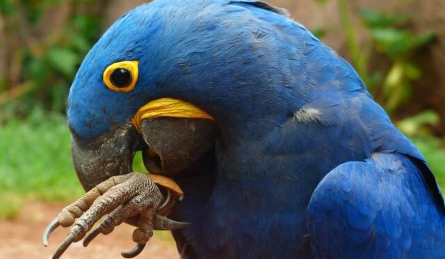 Hyacınth Ara Macaws Papağanı