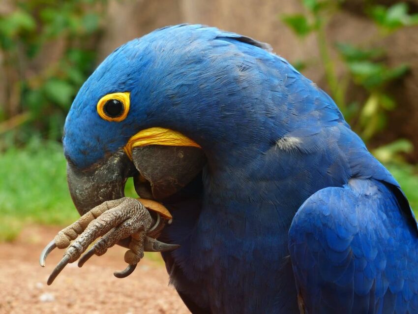 Hyacınth Ara Macaws Papağanı