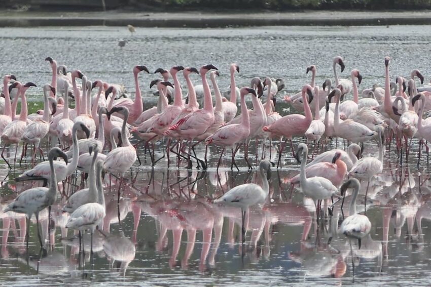 Küçük Flamingo