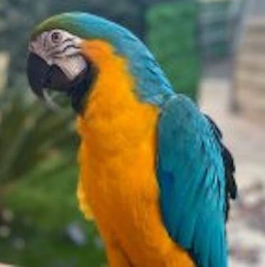 Mavi Başlı Ara Macaws Papağanı