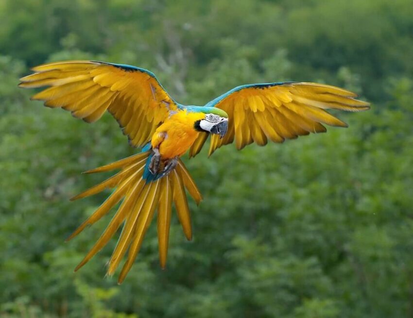 Mavi Sarı Ara Macaws Papağanı