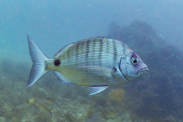 Melanurya Balığı