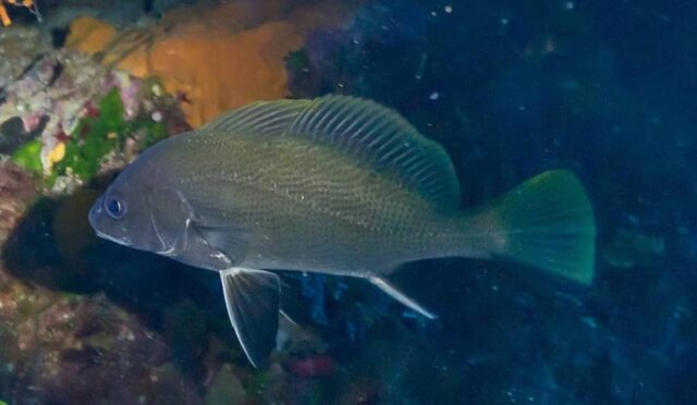 Minekop Balığı