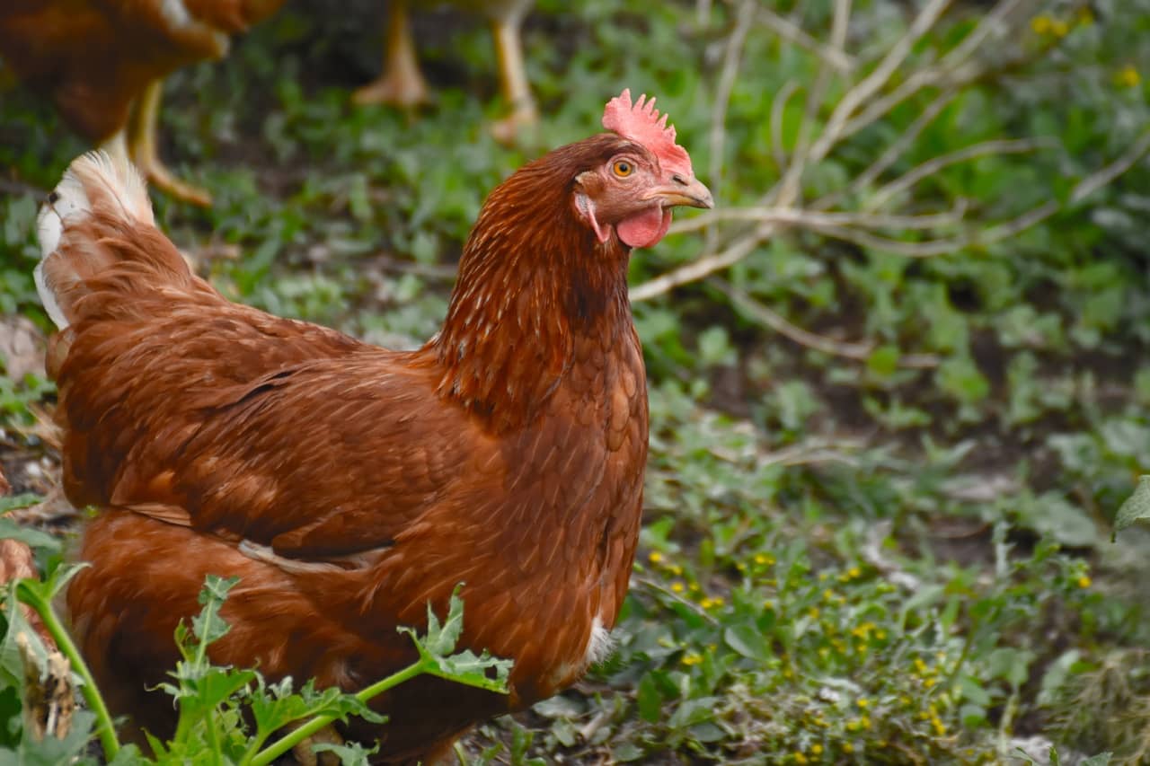 Rhode island red tavuğu