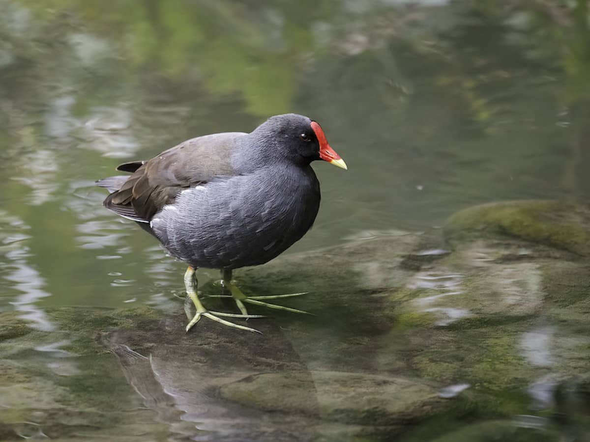 Su Tavuğu