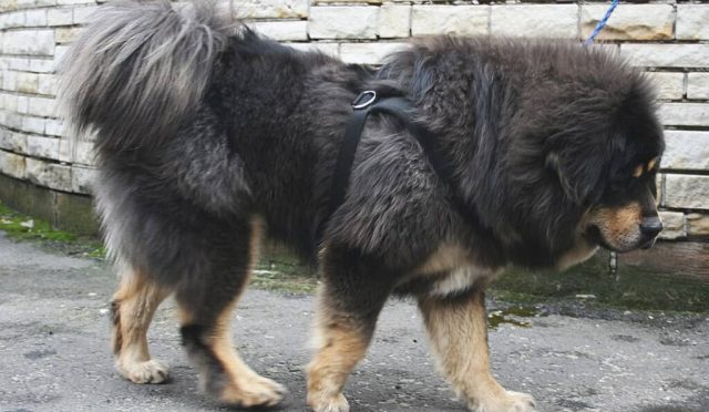 Tibet Mastiff köpeği