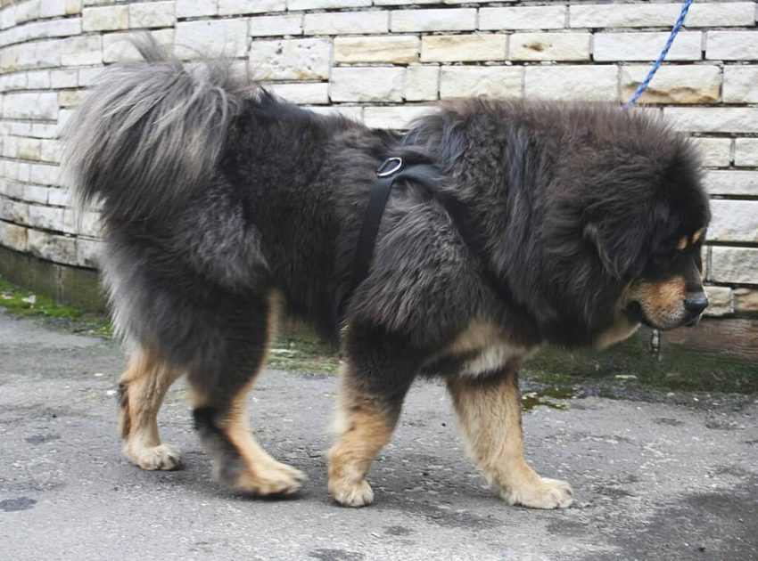 Tibet Mastiff köpeği