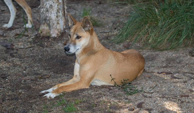 Dingo Yaban Köpeği