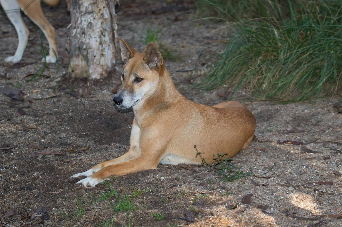 Dingo Yaban Köpeği