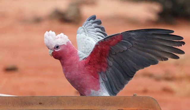 Galah Kakadu Papağanı