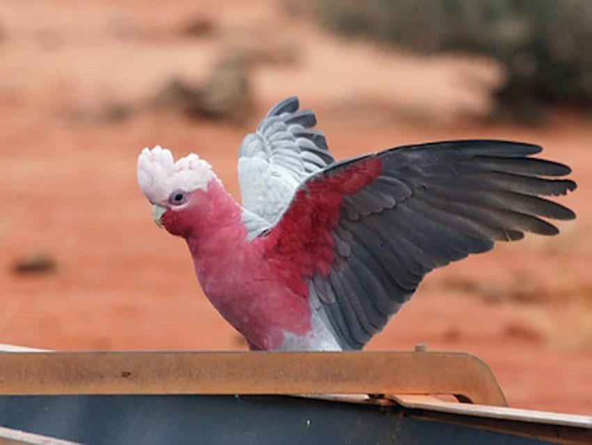 Galah Kakadu Papağanı