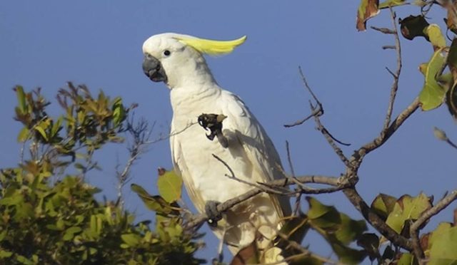 Sülfür Kakadu Papağanı