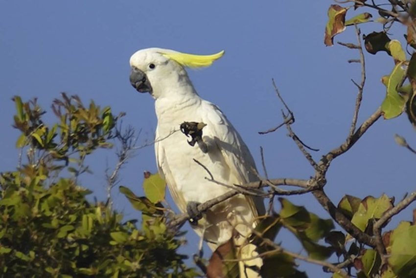 Sülfür Kakadu Papağanı