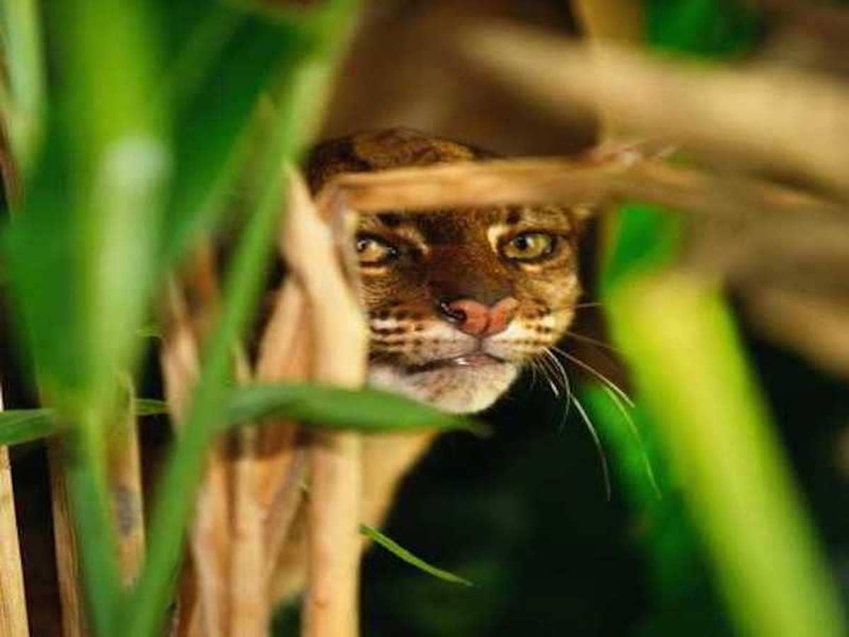 Borneo Altın Kedisi