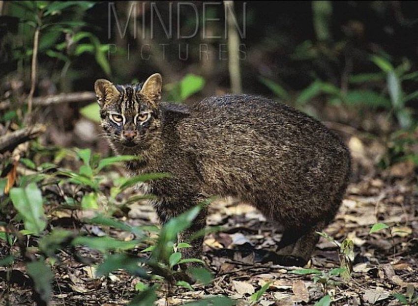 Iriomote Kedisi