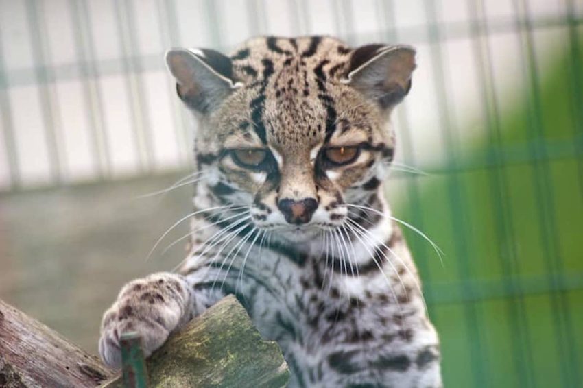 Margay