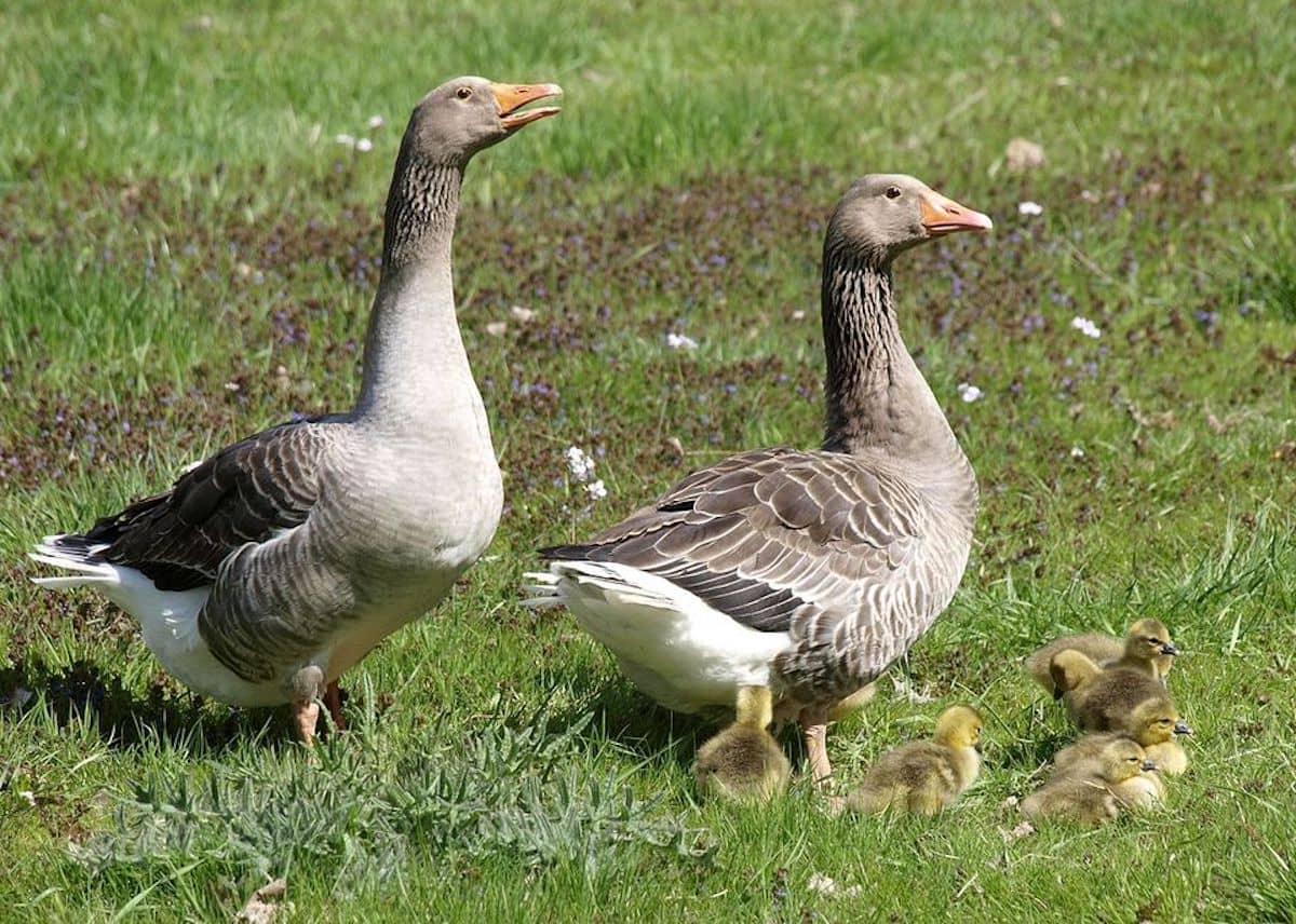 Landes Kazı